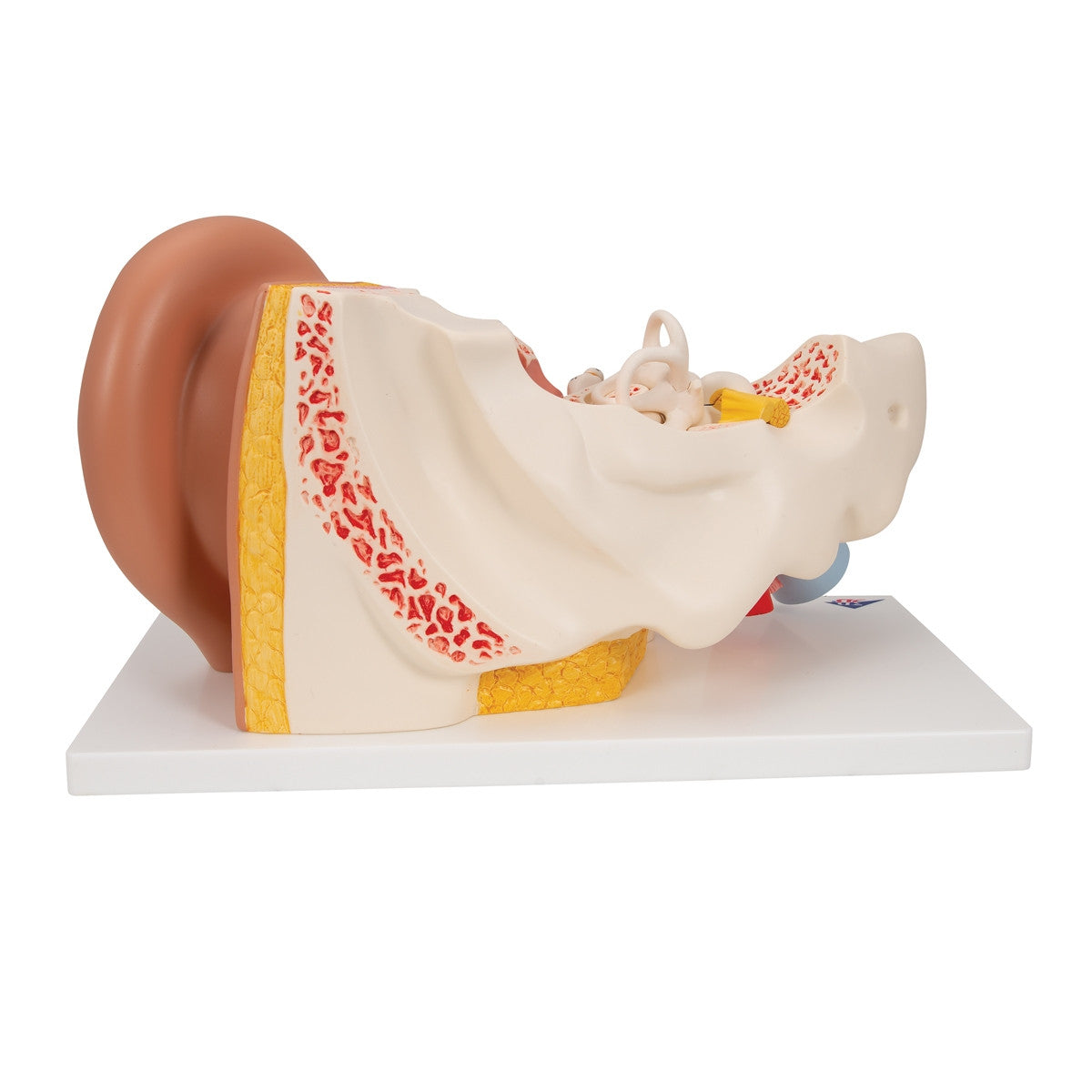 Ear Anatomy Model (3 times life size, 4 part)