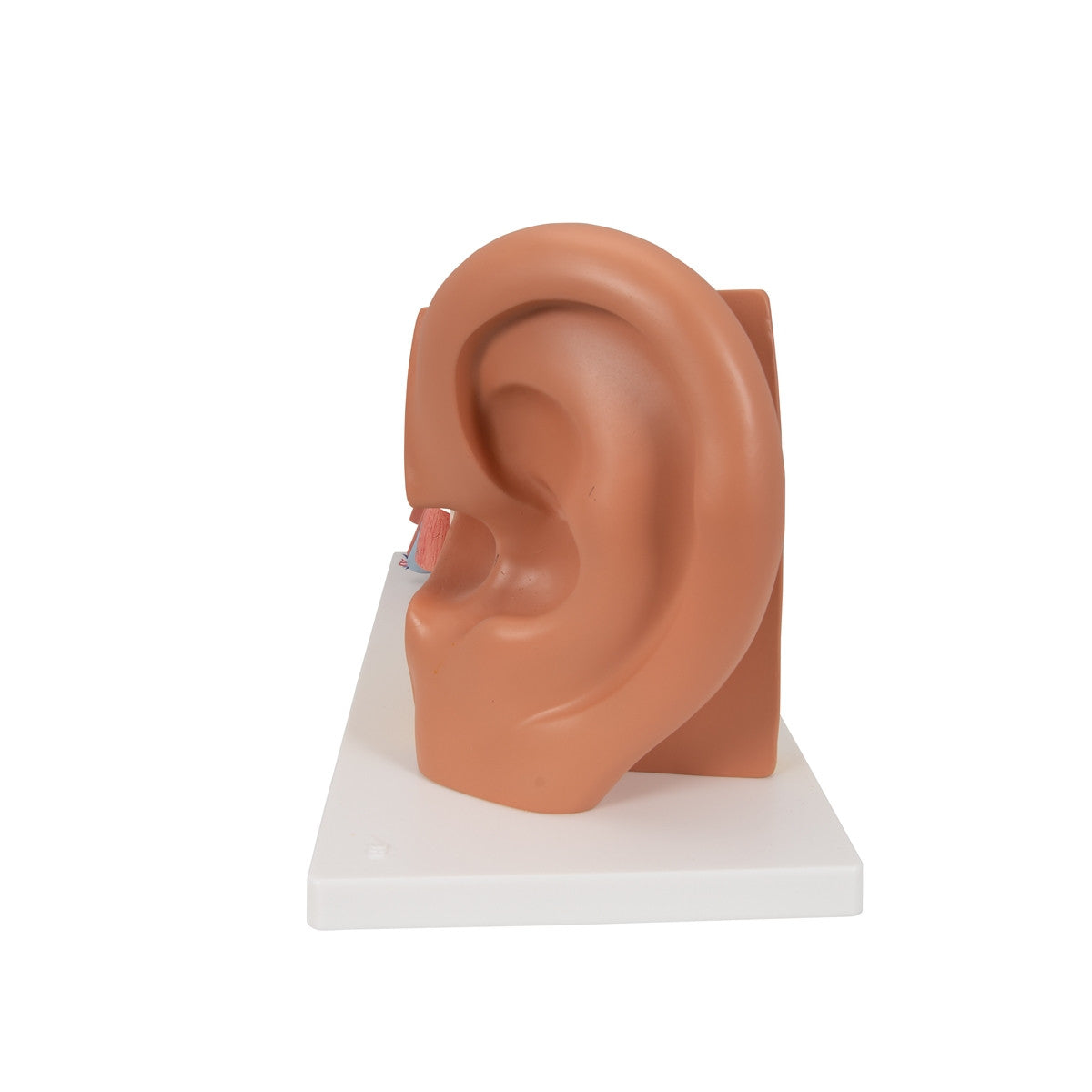 Ear Anatomy Model (3 times life size, 4 part)