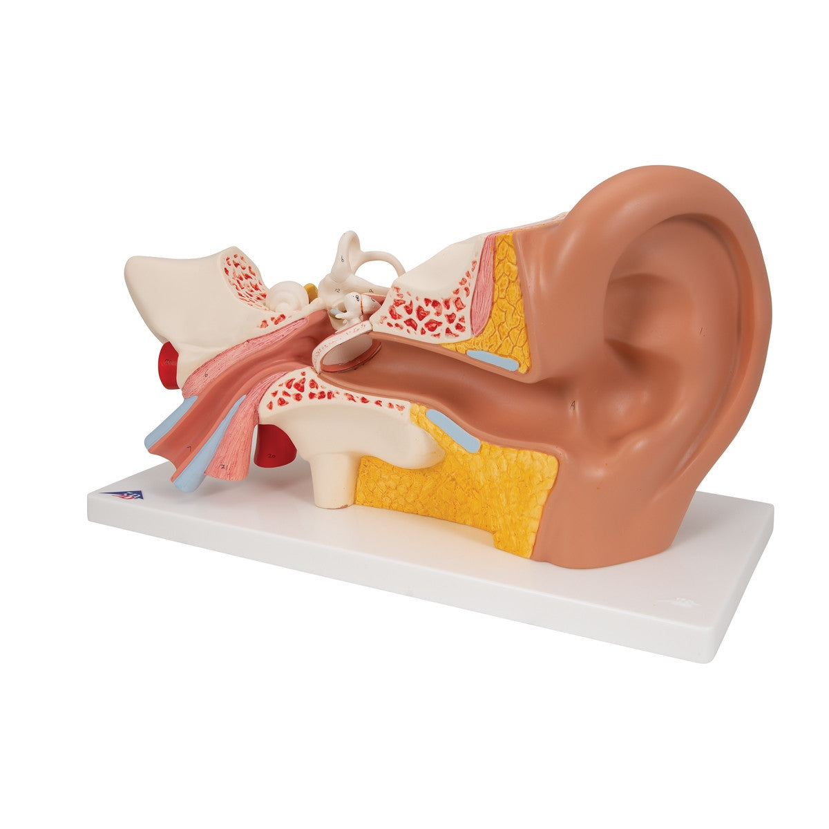 Ear Anatomy Model (3 times life size, 4 part)