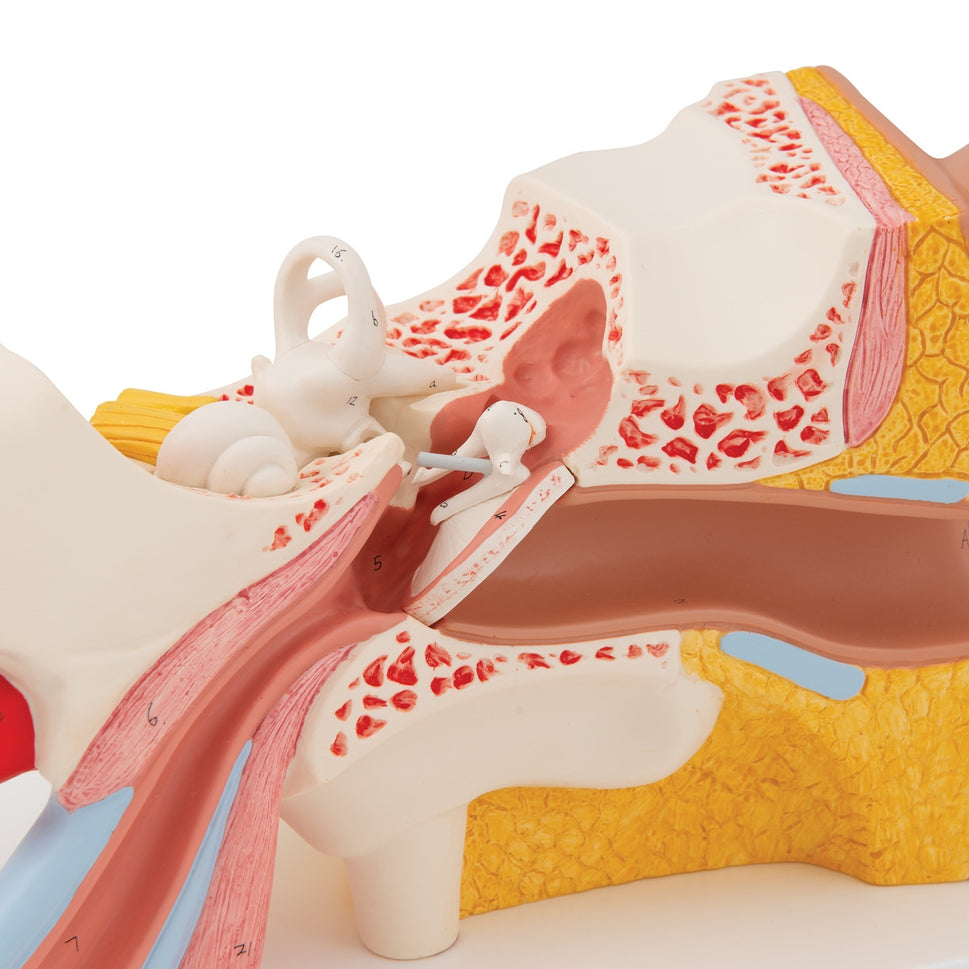 Ear Anatomy Model (3 times life size, 4 part)