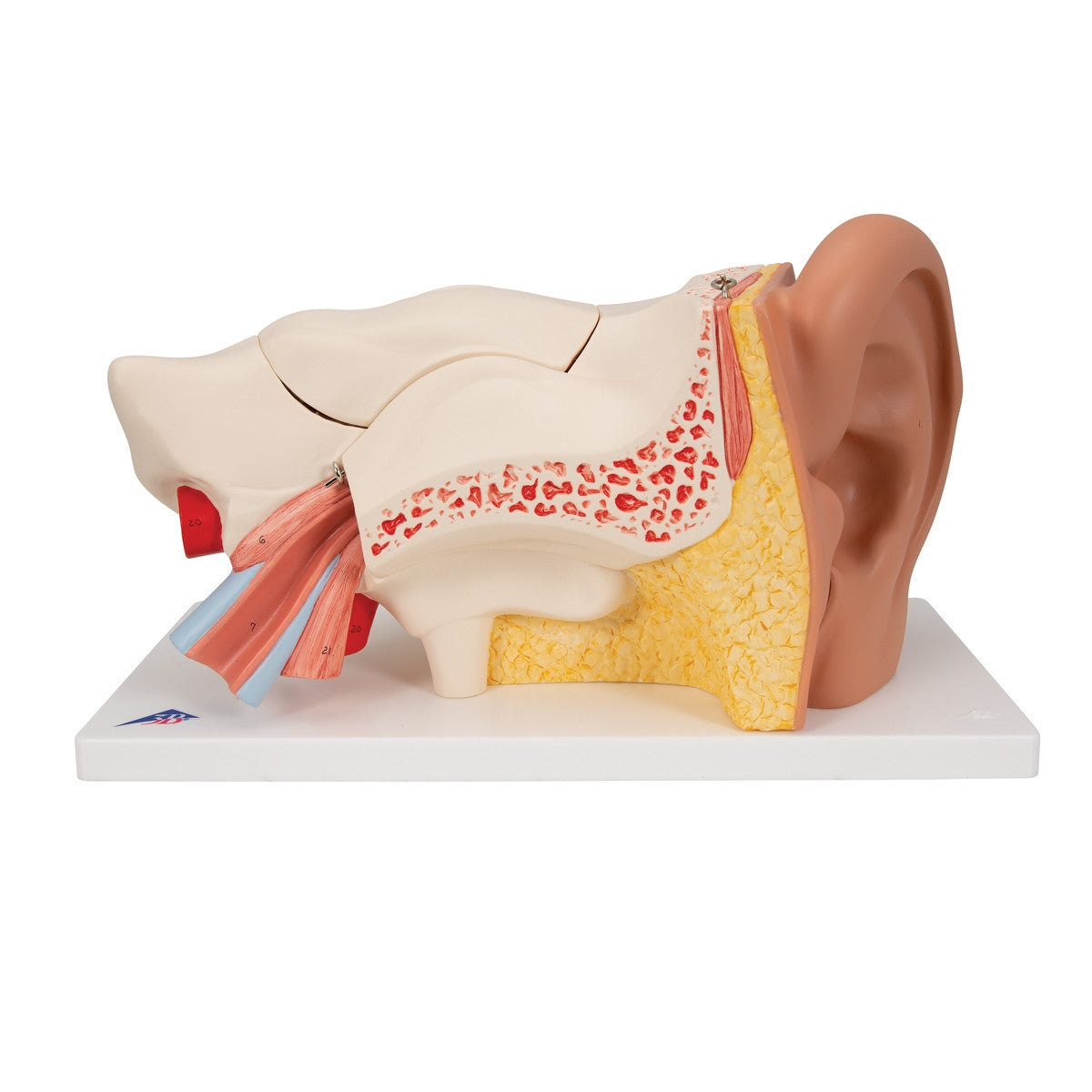 Ear Model (3 times life size, 6 part)