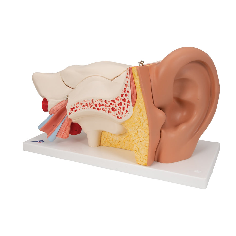 Ear Model (3 times life size, 6 part)