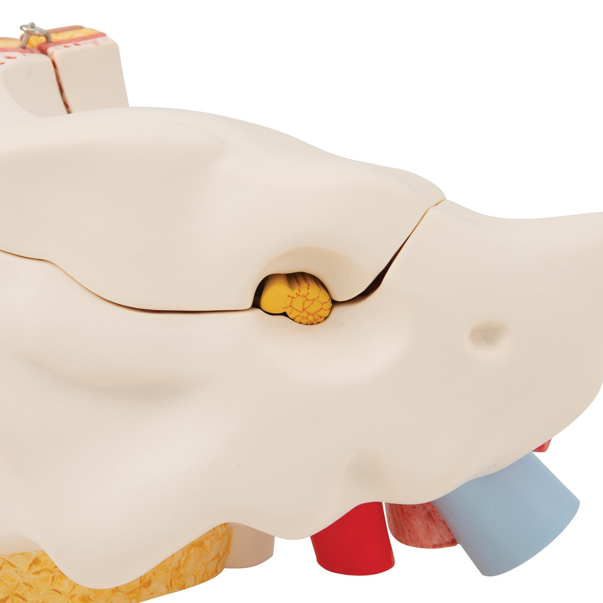 Ear Model (3 times life size, 6 part)