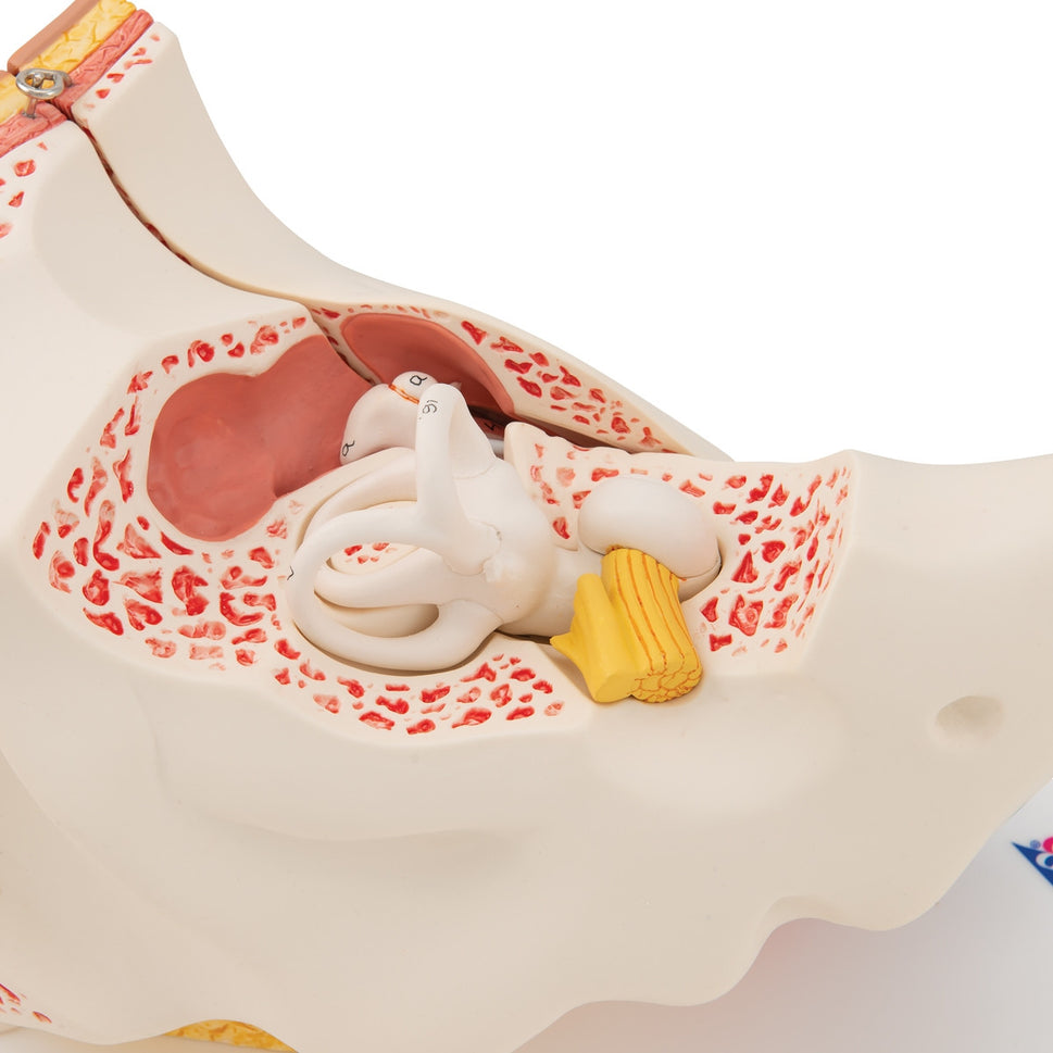 Ear Model (3 times life size, 6 part)