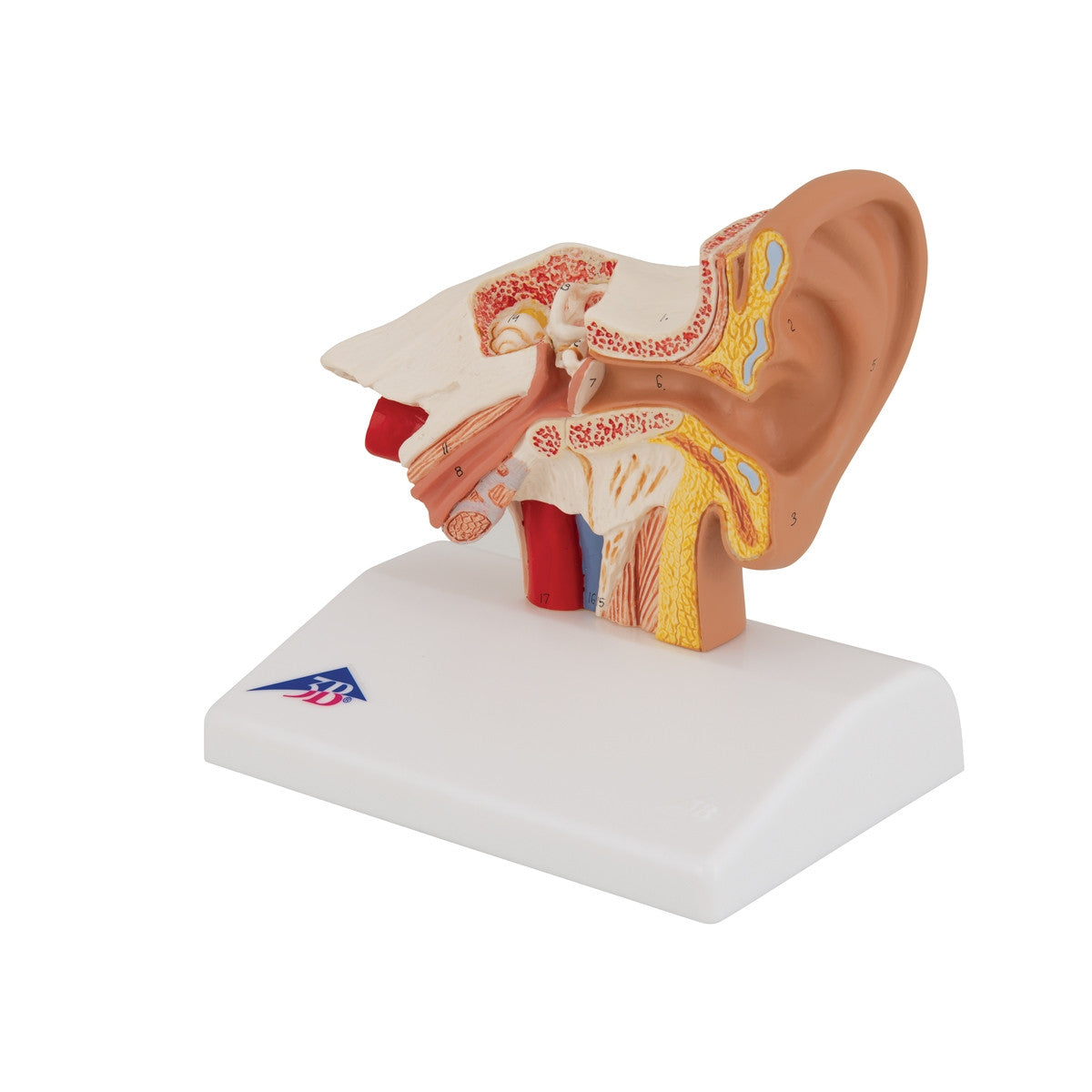 Desktop Ear Model (1.5 times life size)