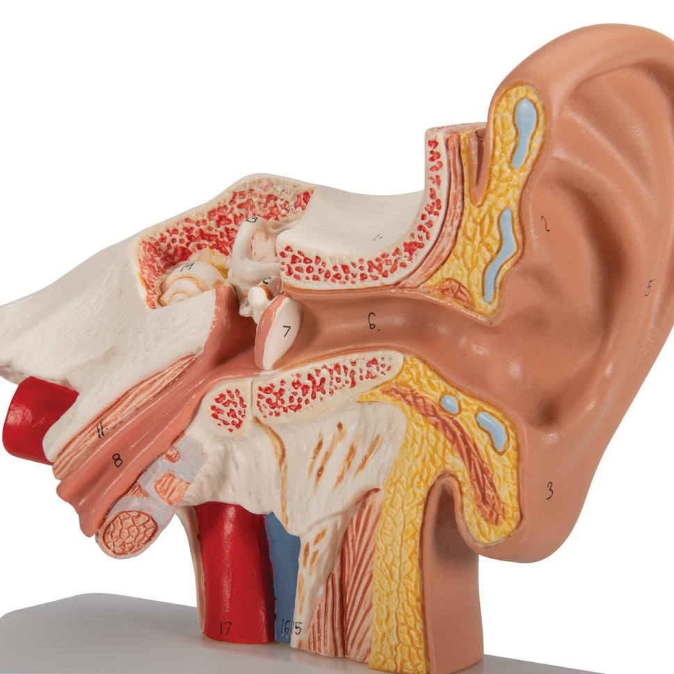 Desktop Ear Model (1.5 times life size)