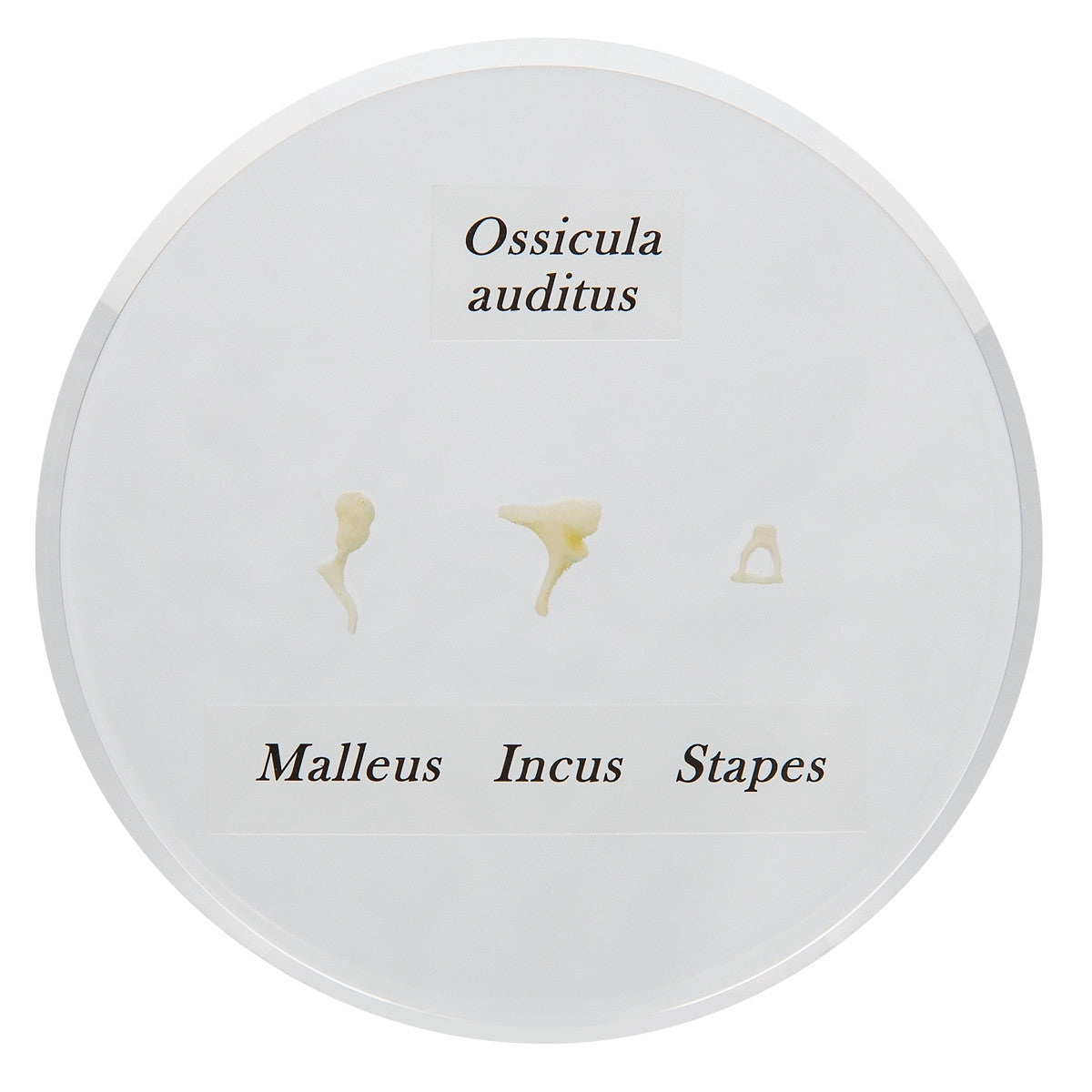 Life-size Auditory Ossicles Model E13 1000253