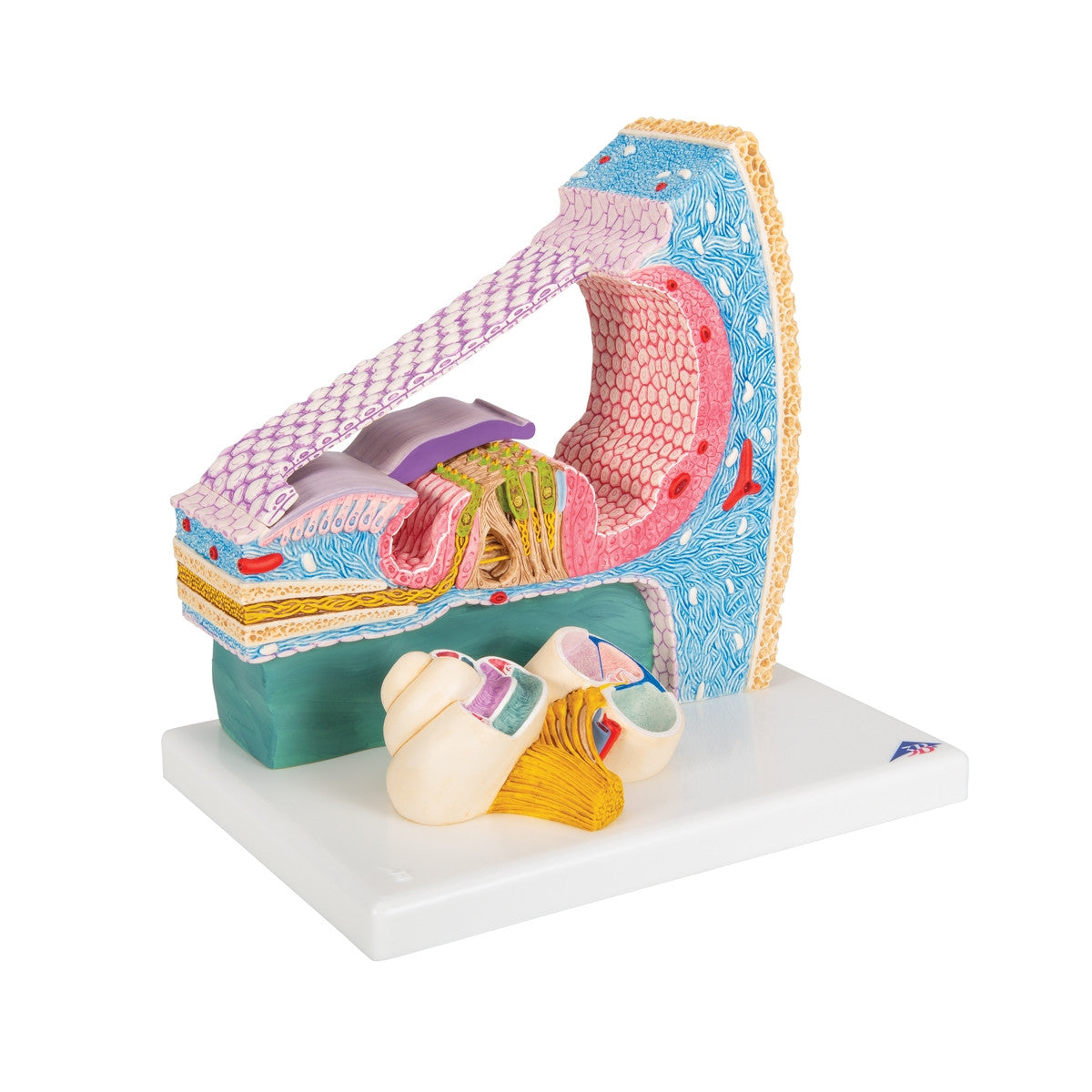 Organ of Corti Model