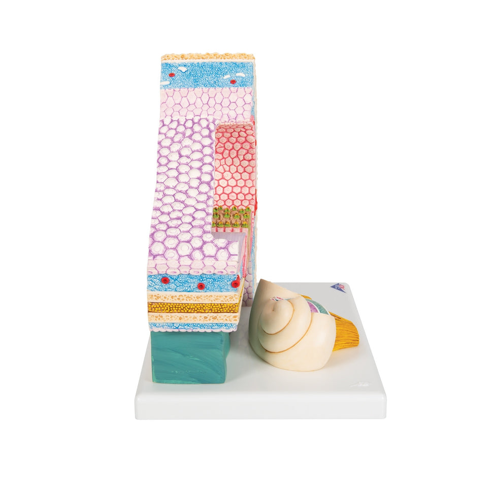 Organ of Corti Model