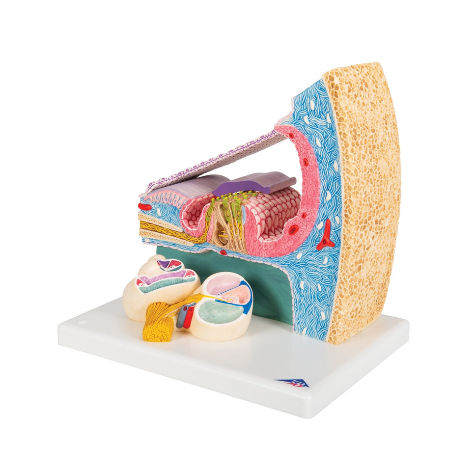 Organ of Corti Model