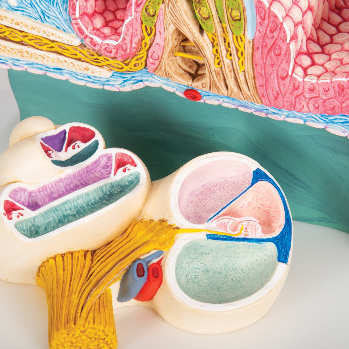 Organ of Corti Model