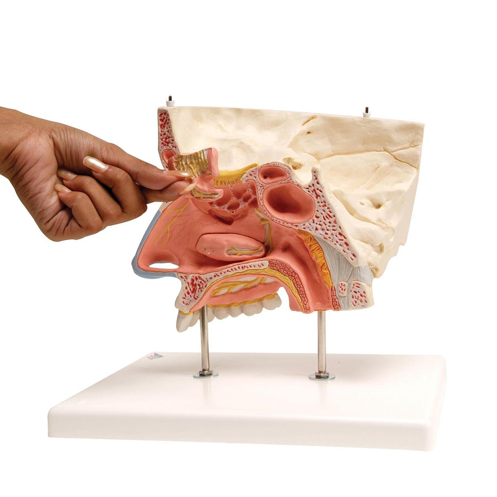 Nose Model with Paranasal Sinuses (5 part)