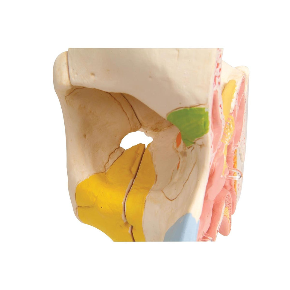 Nose Model with Paranasal Sinuses (5 part)