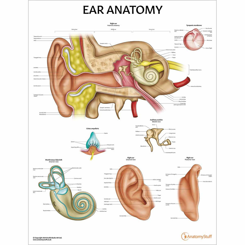 Ear Patient Education Collection