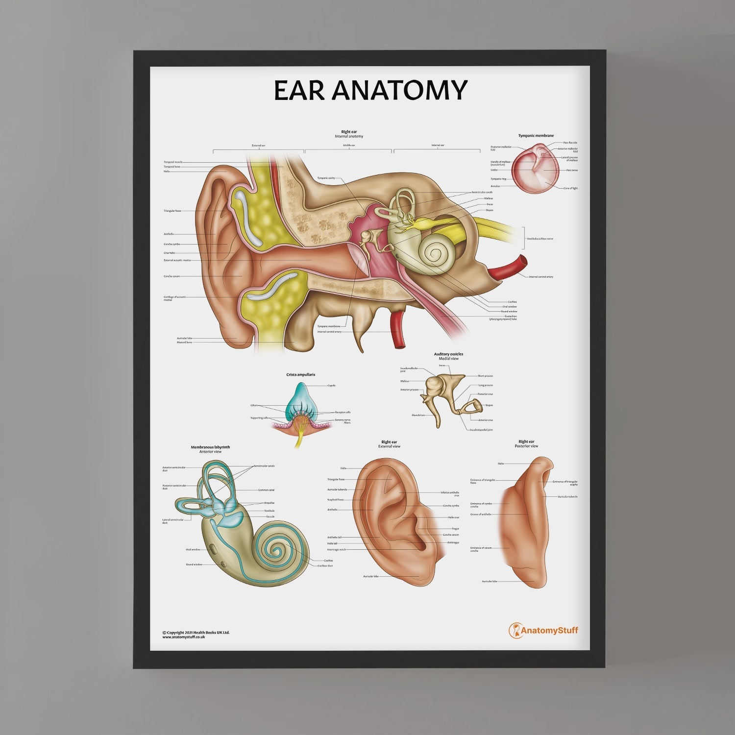 Ear Anatomy Chart / Poster - Part of Collection