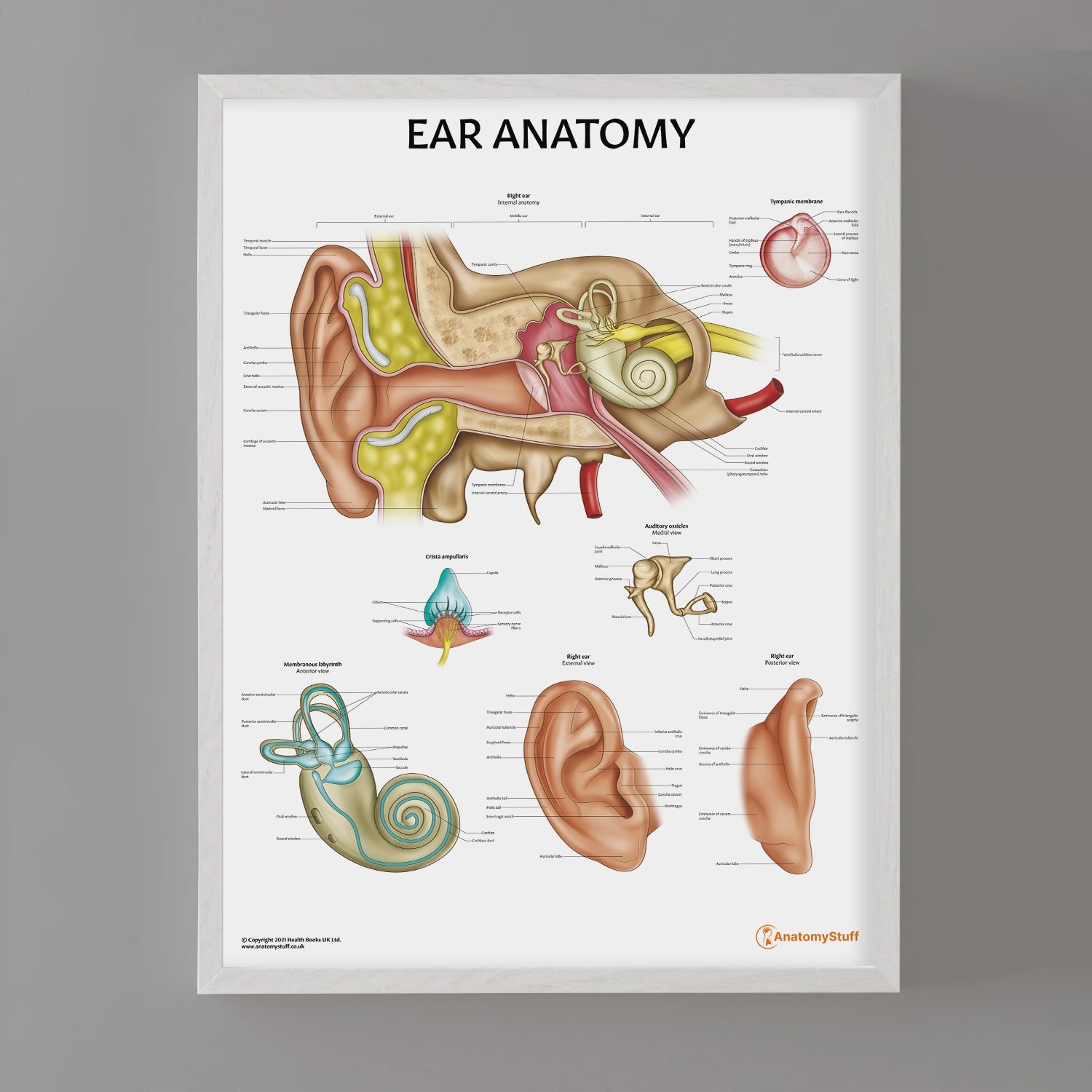 Ear Anatomy Chart / Poster - Part of Collection