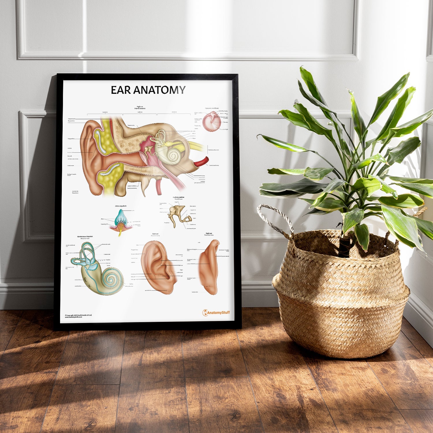 Ear Anatomy Chart / Poster