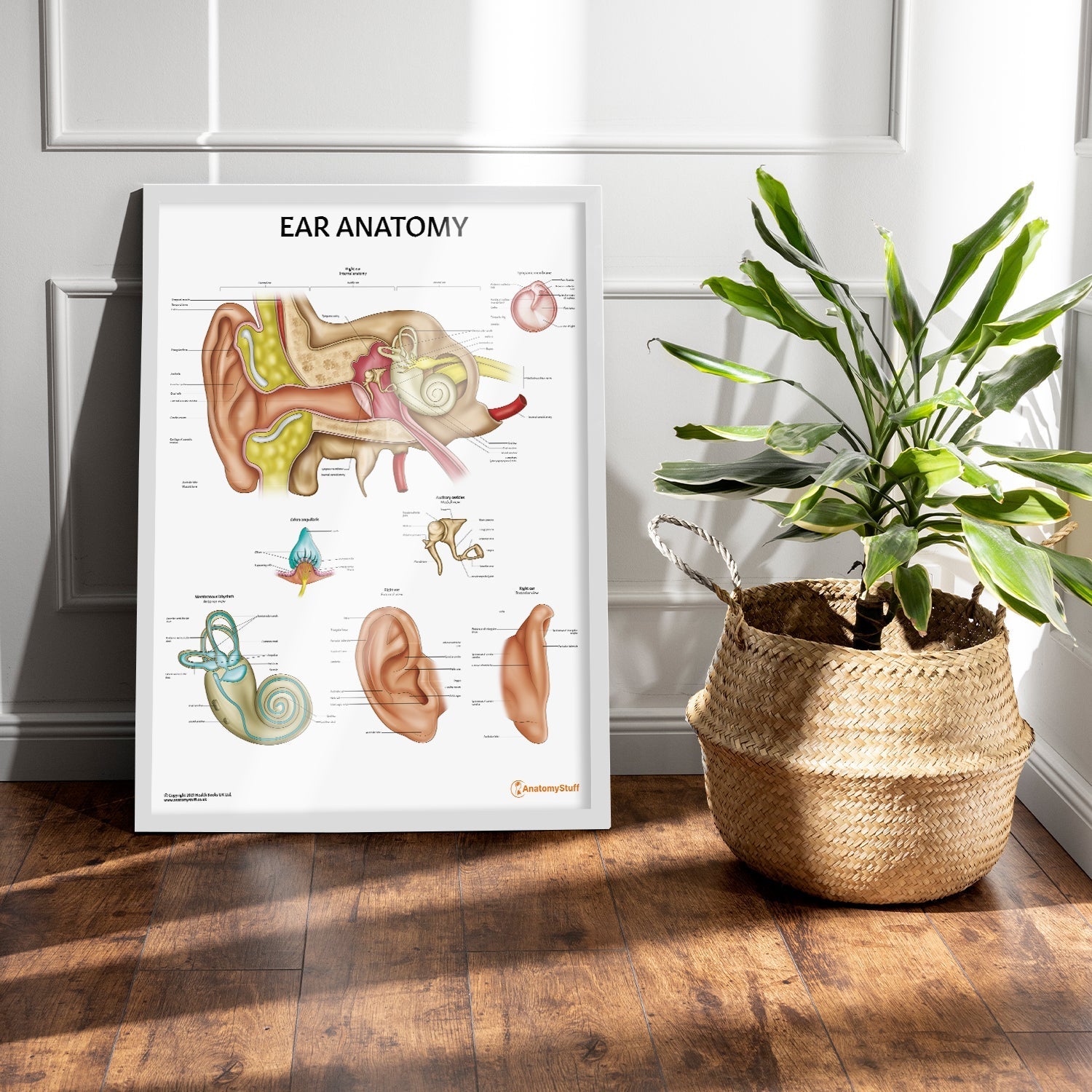 Ear Anatomy Chart / Poster - Part of Collection