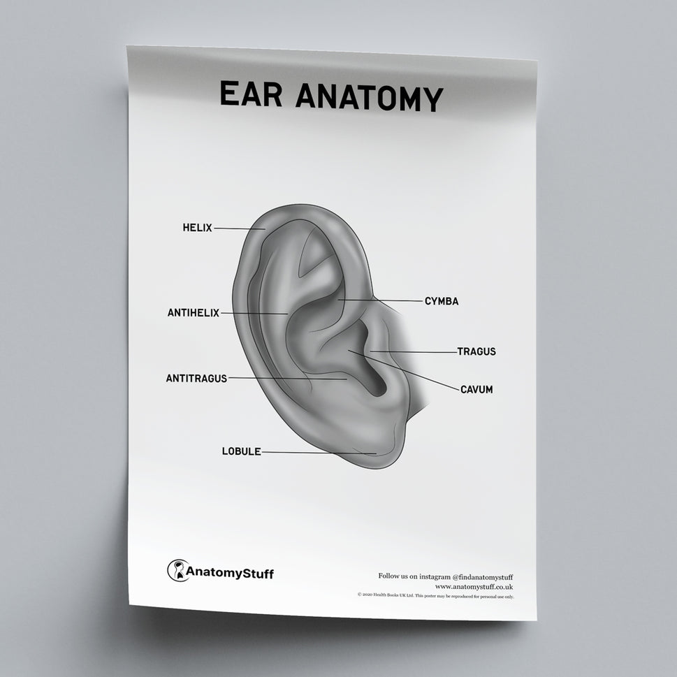 Ear Anatomy Poster PDF