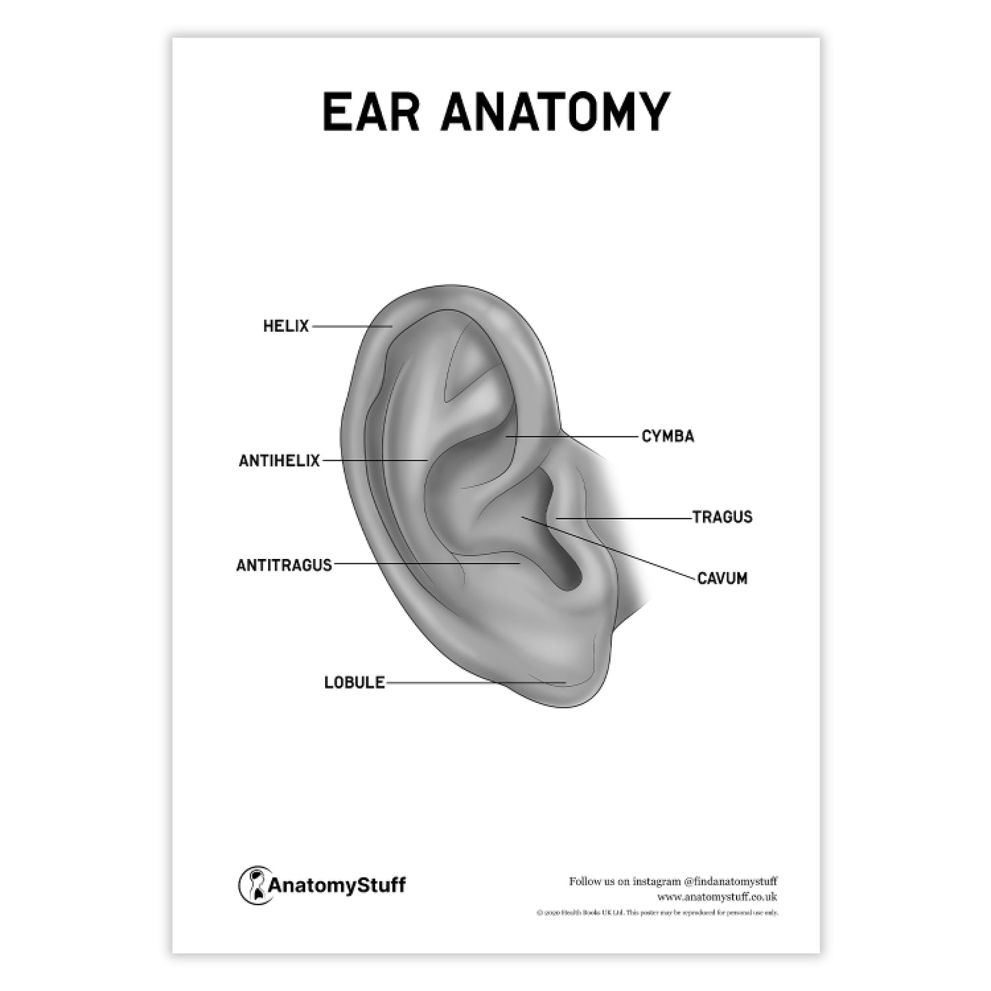 Ear Anatomy Poster PDF