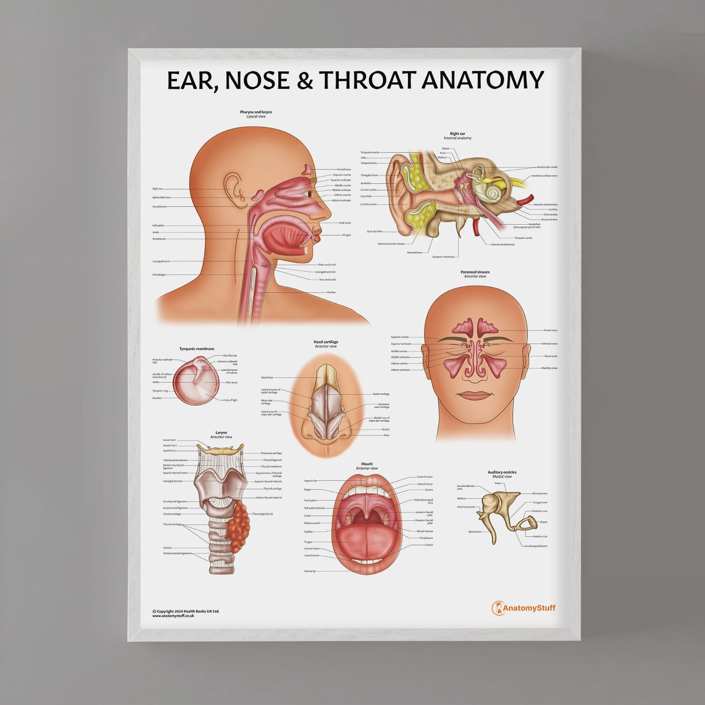 Ear, Nose and Throat Chart / Poster