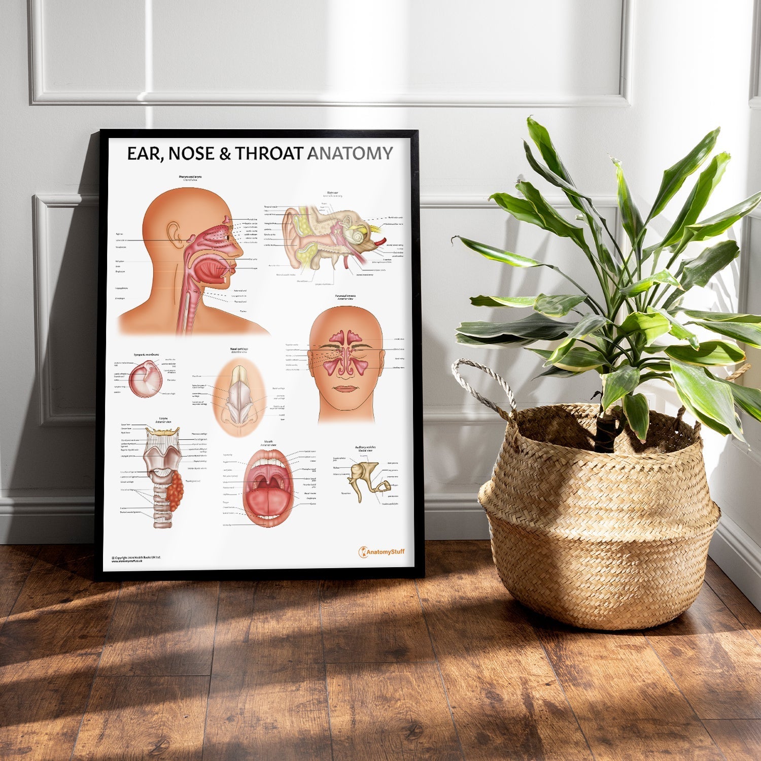 Ear, Nose and Throat Chart / Poster - Part of Collection