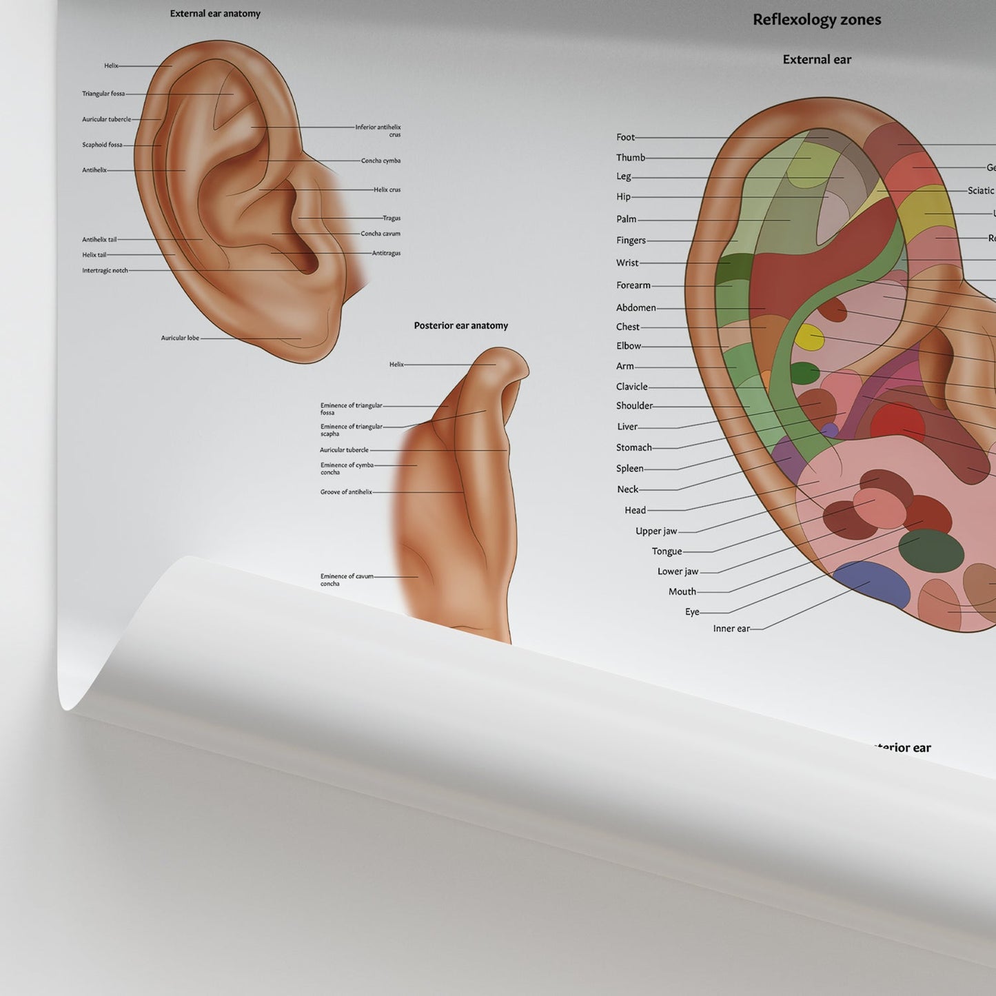Ear Reflexology & Acupuncture Chart / Poster