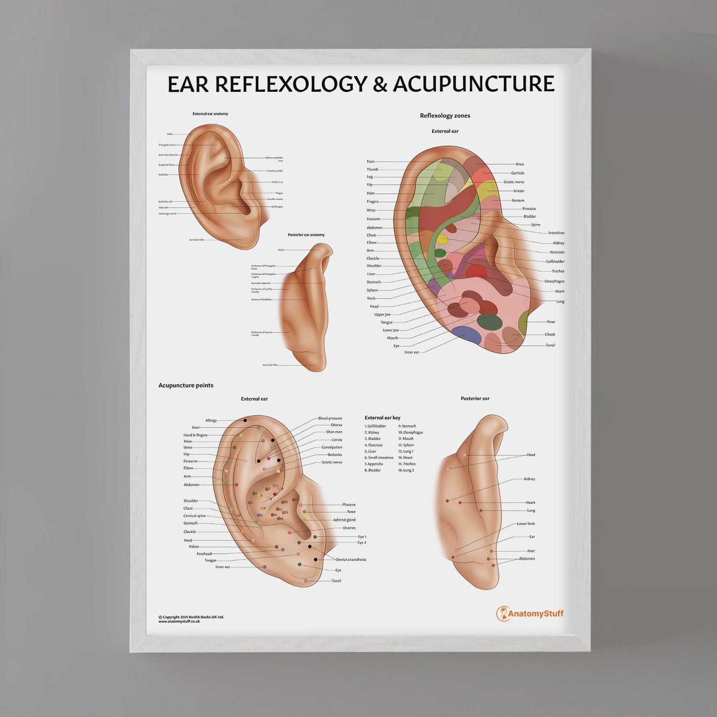 Ear Reflexology & Acupuncture Chart / Poster