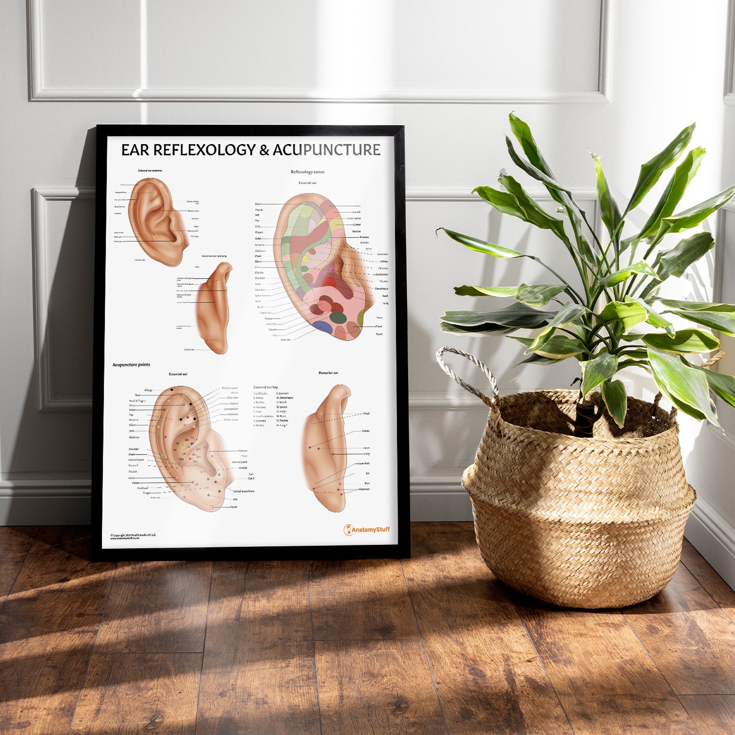 Ear Reflexology & Acupuncture Chart / Poster