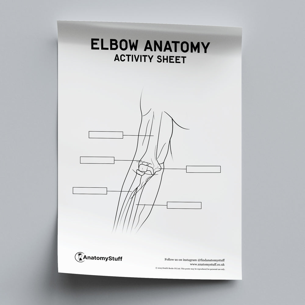 Elbow Anatomy Activity Sheet PDF