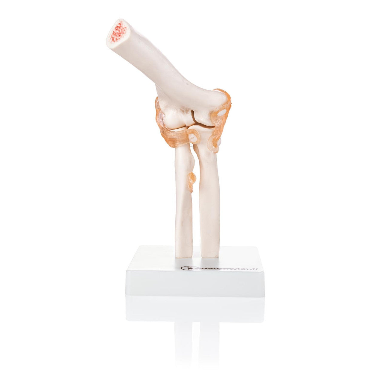 Budget Flexible Elbow Model with Ligaments