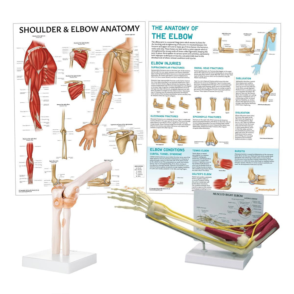 Elbow Anatomy & Pathology Collection