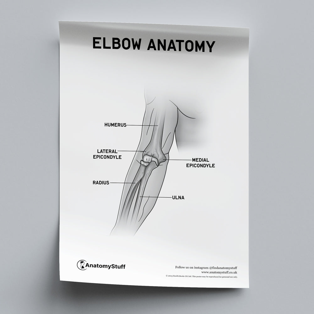 Elbow Anatomy Poster PDF
