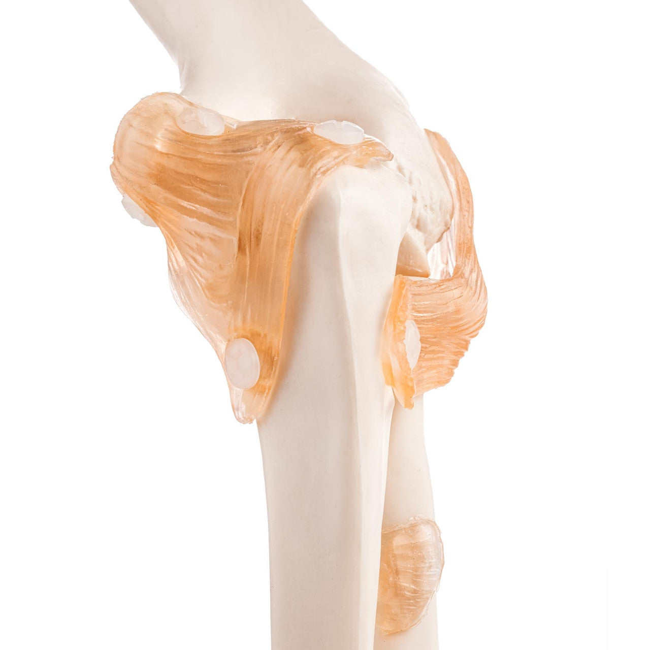 Budget Flexible Elbow Model with Ligaments