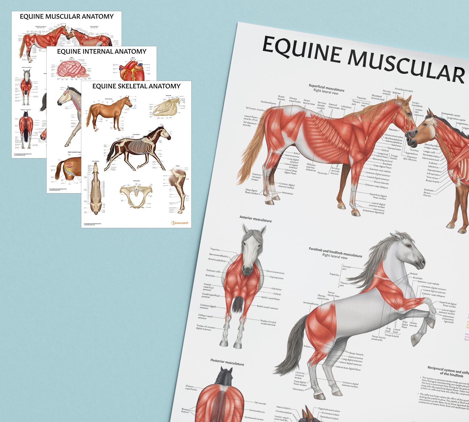 Equine 3 Poster Collection