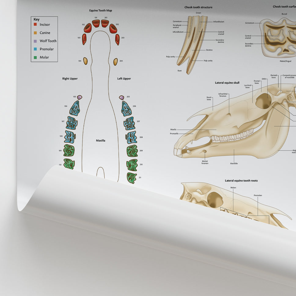 Equine Dental Map Chart / Poster