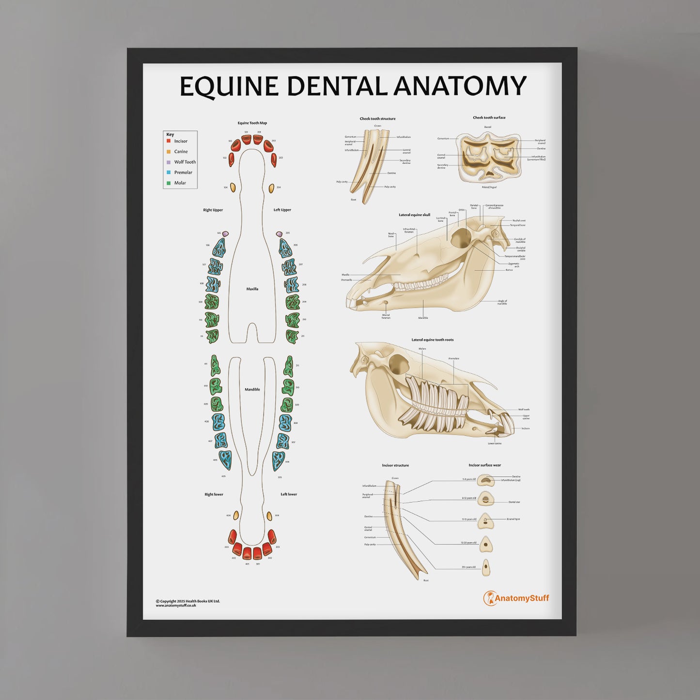 Equine Dental Map Chart / Poster