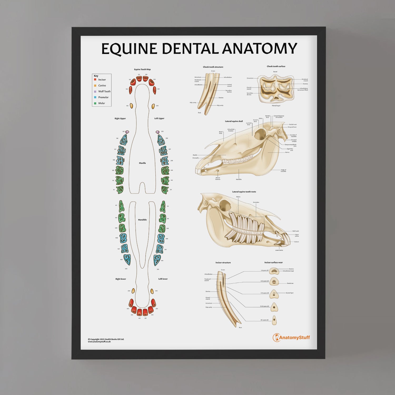 Equine Dental Map Chart / Poster