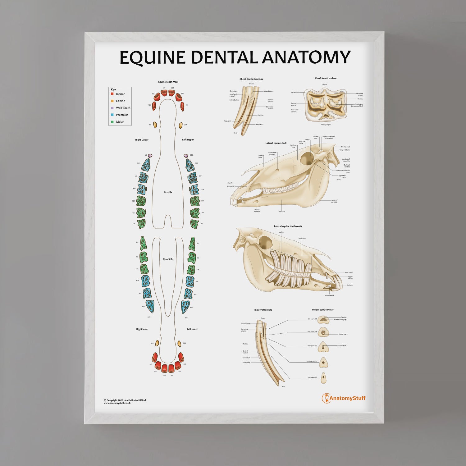 Equine Dental Map Chart / Poster