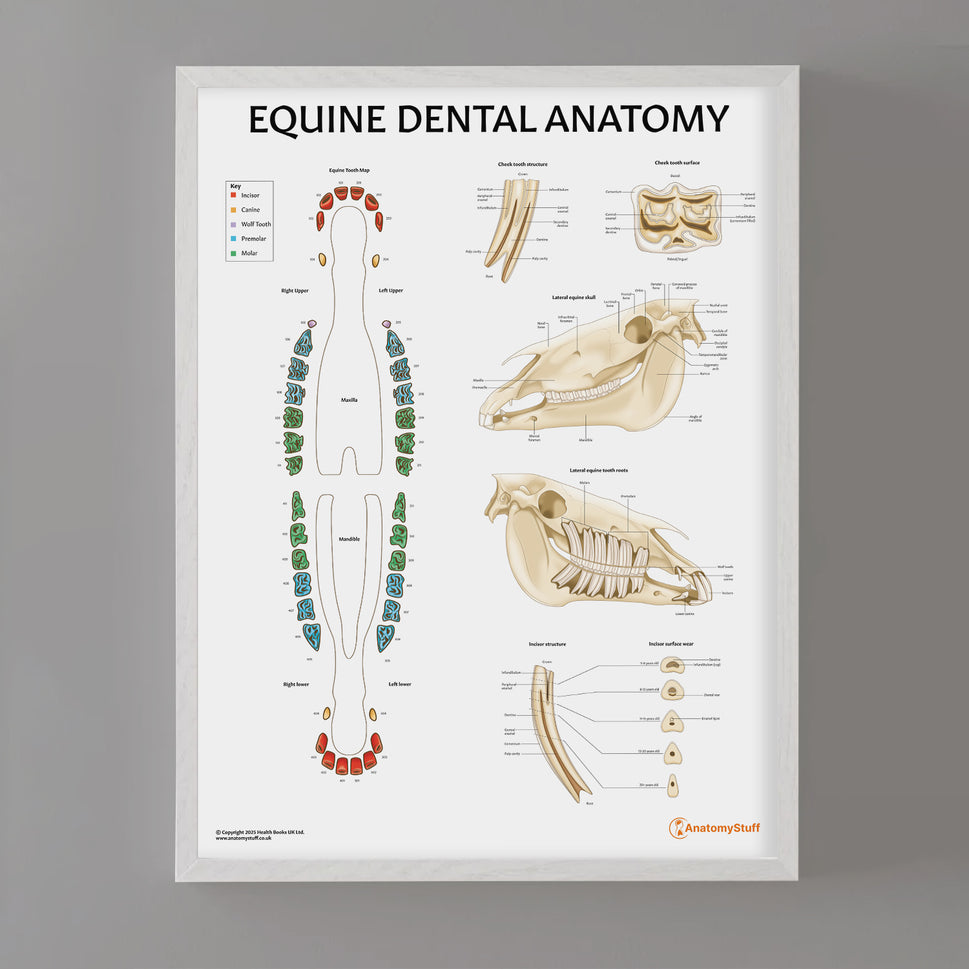 Equine Dental Map Chart / Poster