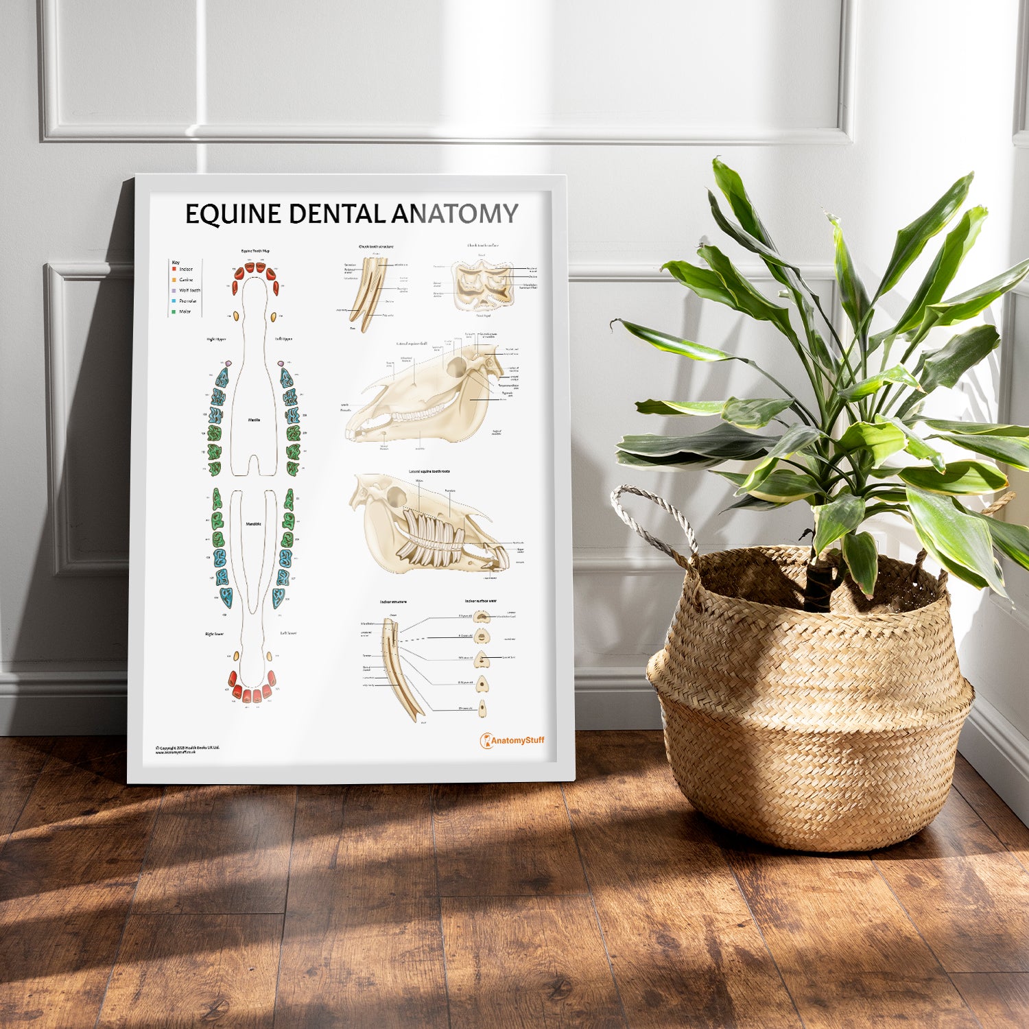 Equine Dental Map Chart / Poster
