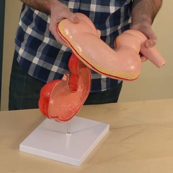 Horse Stomach Model (2 Part)