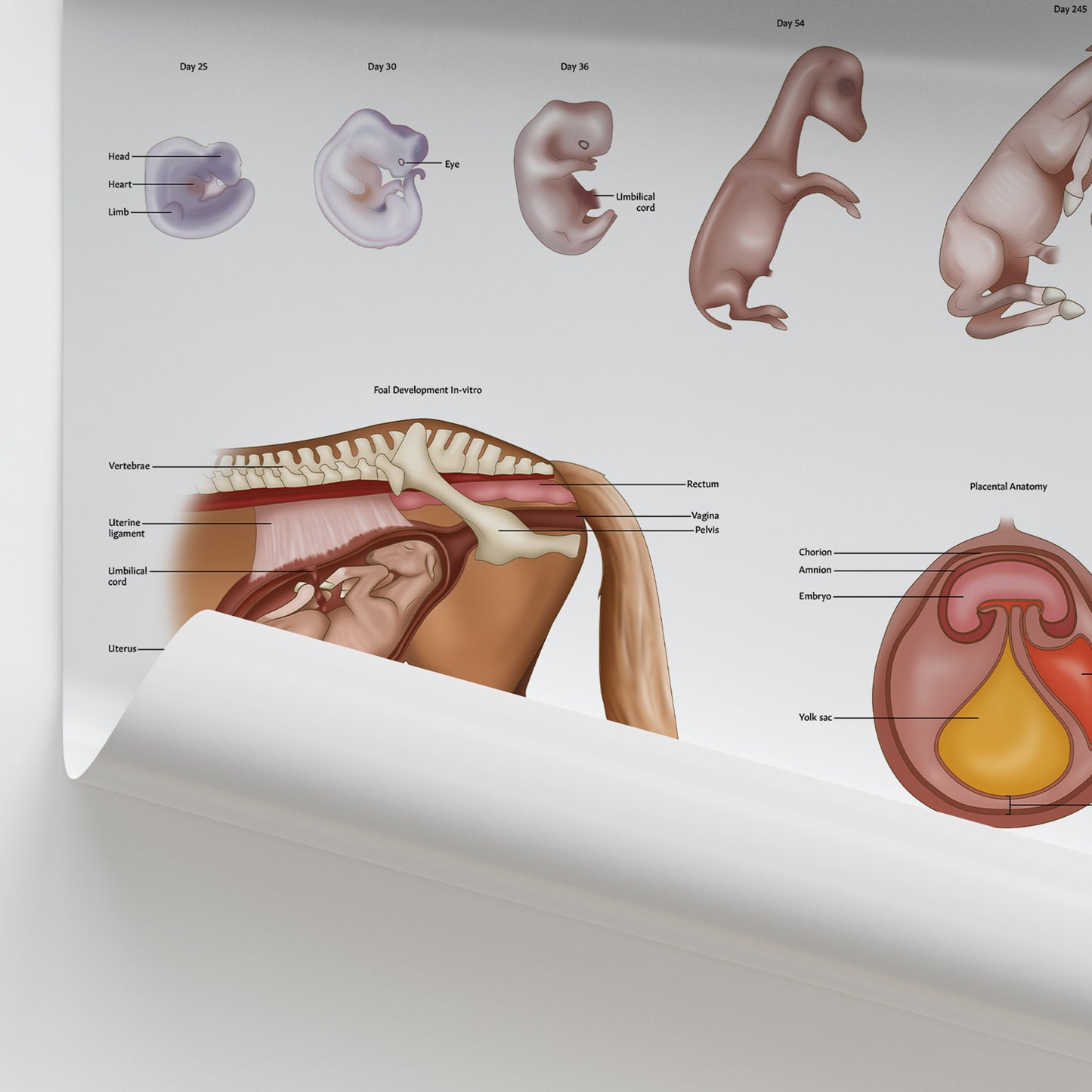 Equine Foetal Development Chart / Poster