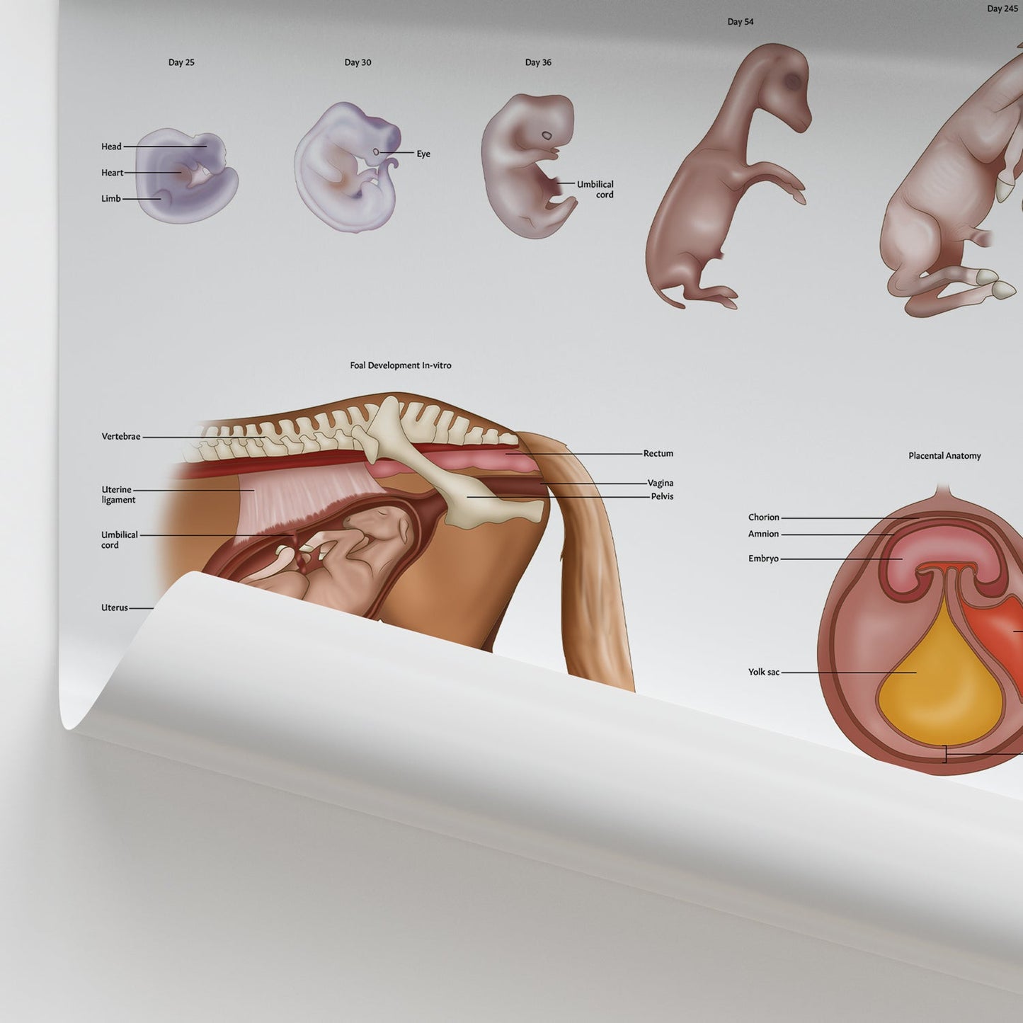 Equine Foetal Development Chart / Poster