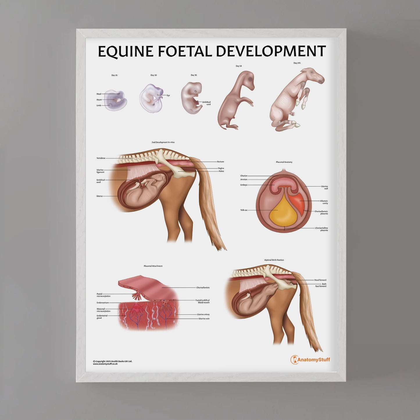 Equine Foetal Development Chart / Poster