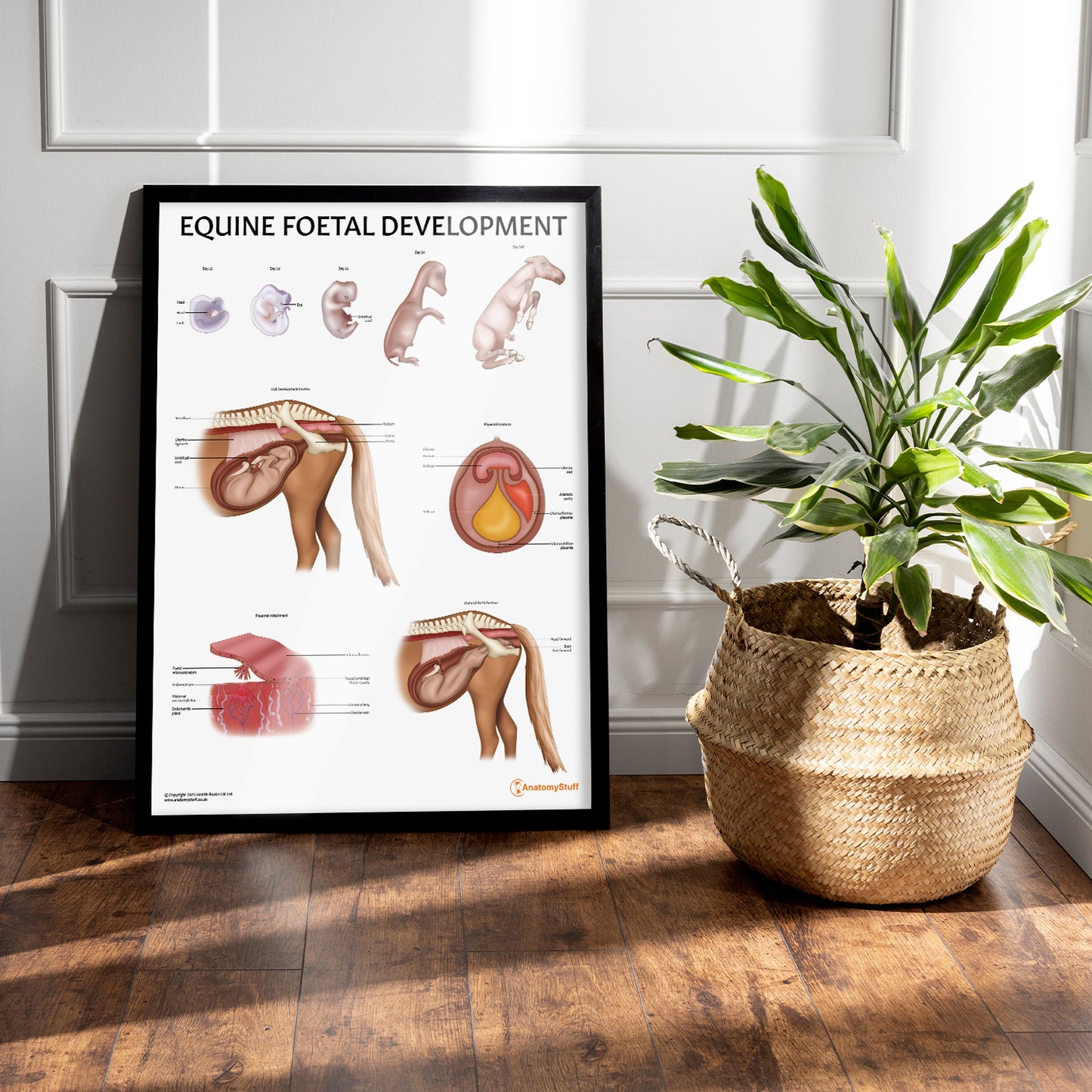 Equine Foetal Development Chart / Poster