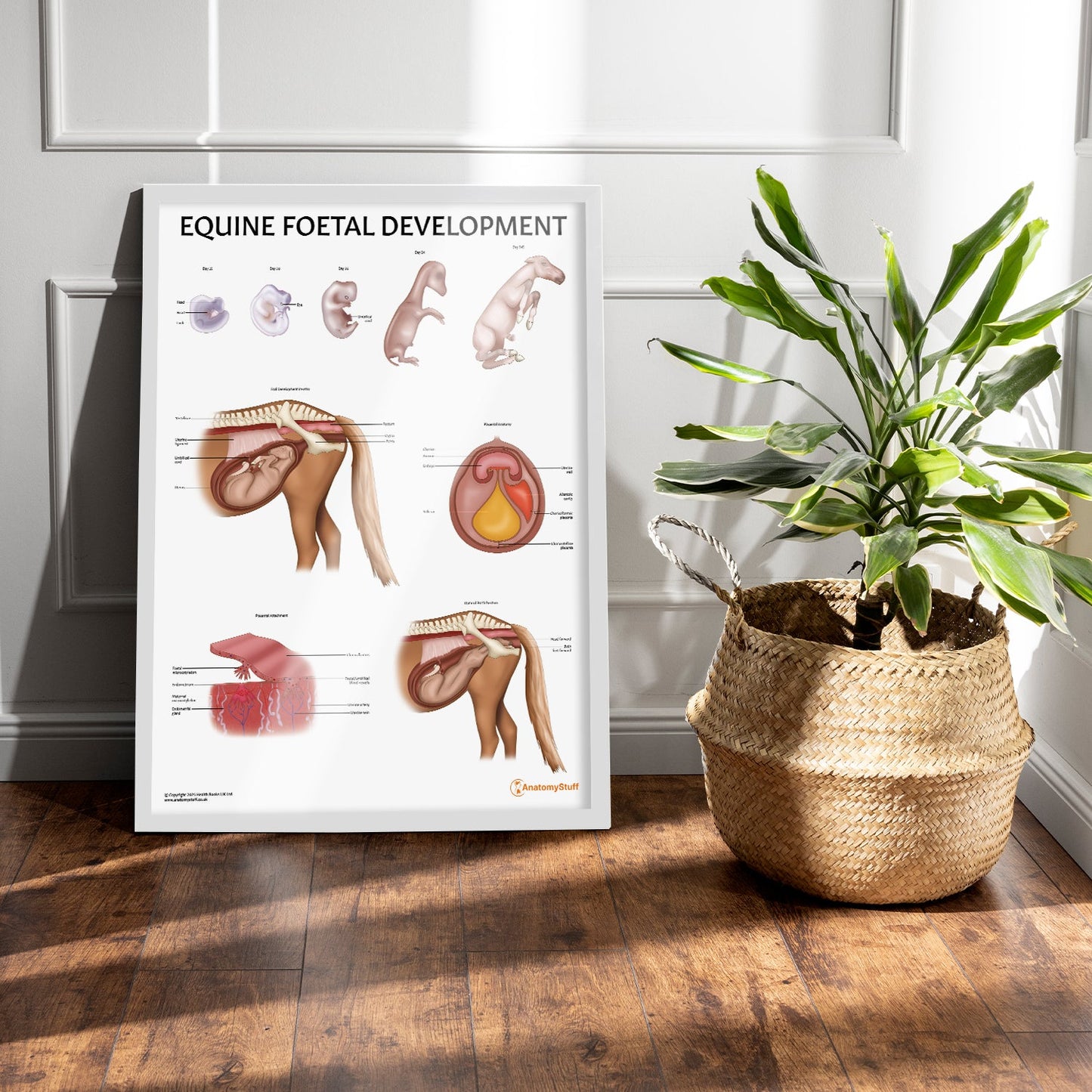 Equine Foetal Development Chart / Poster