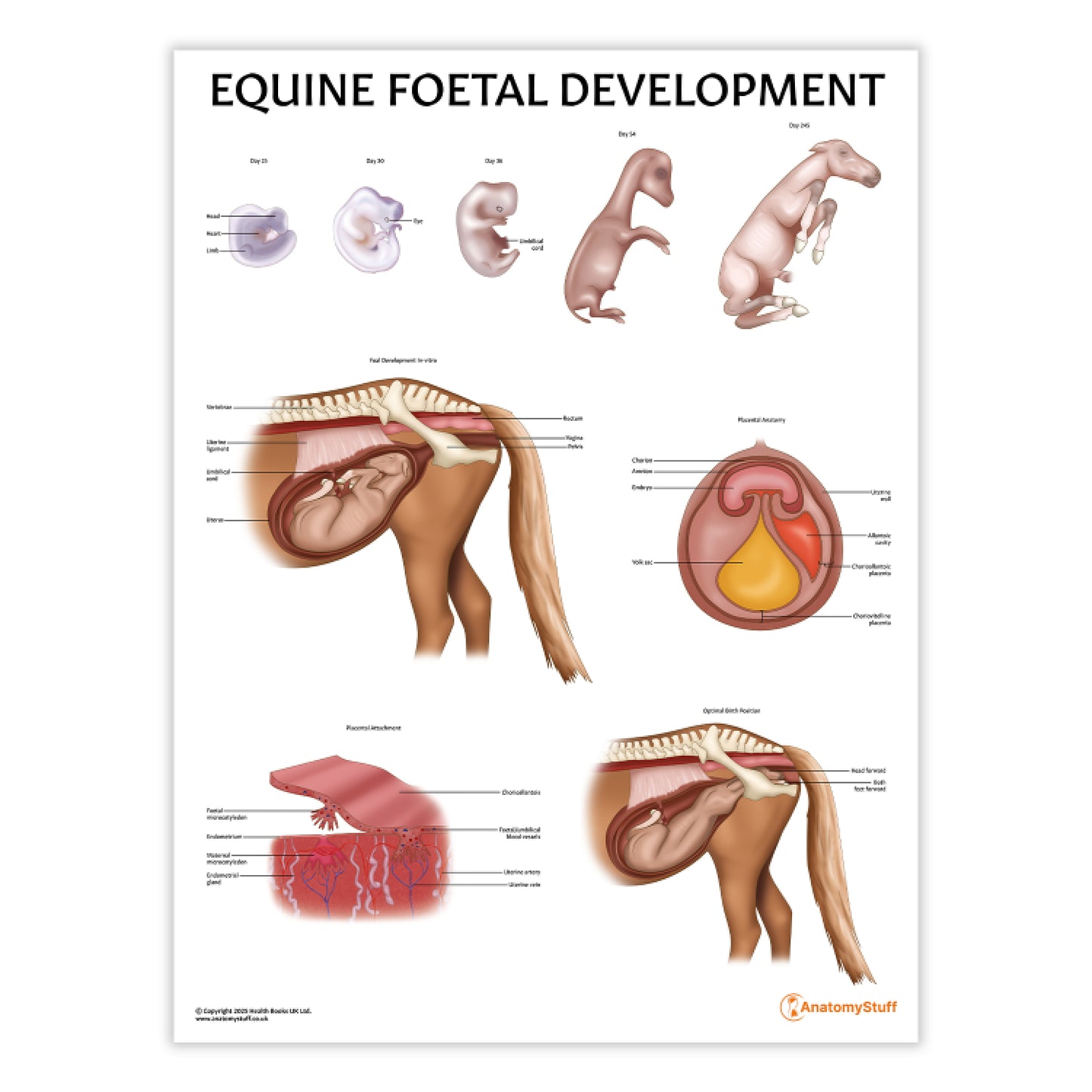 Equine Foetal Development Chart / Poster