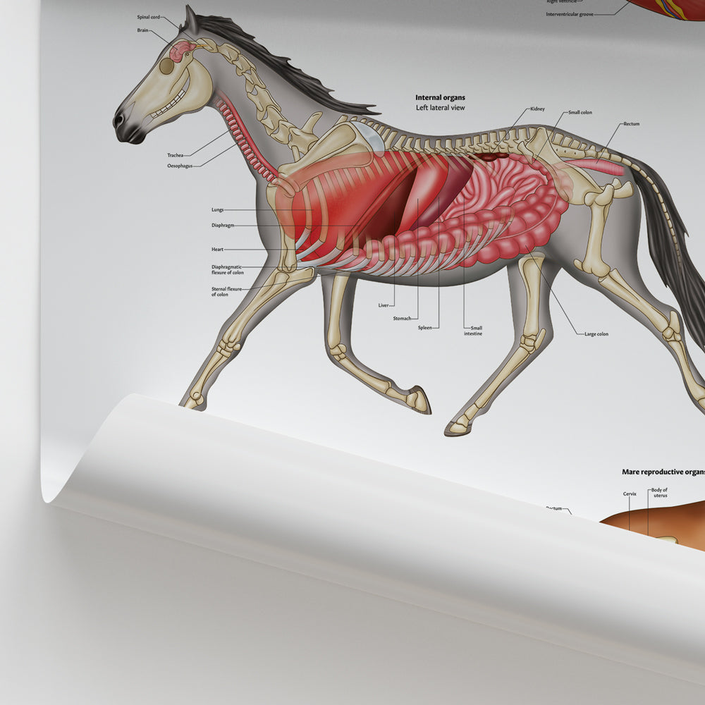 Equine Internal Anatomy Chart / Poster