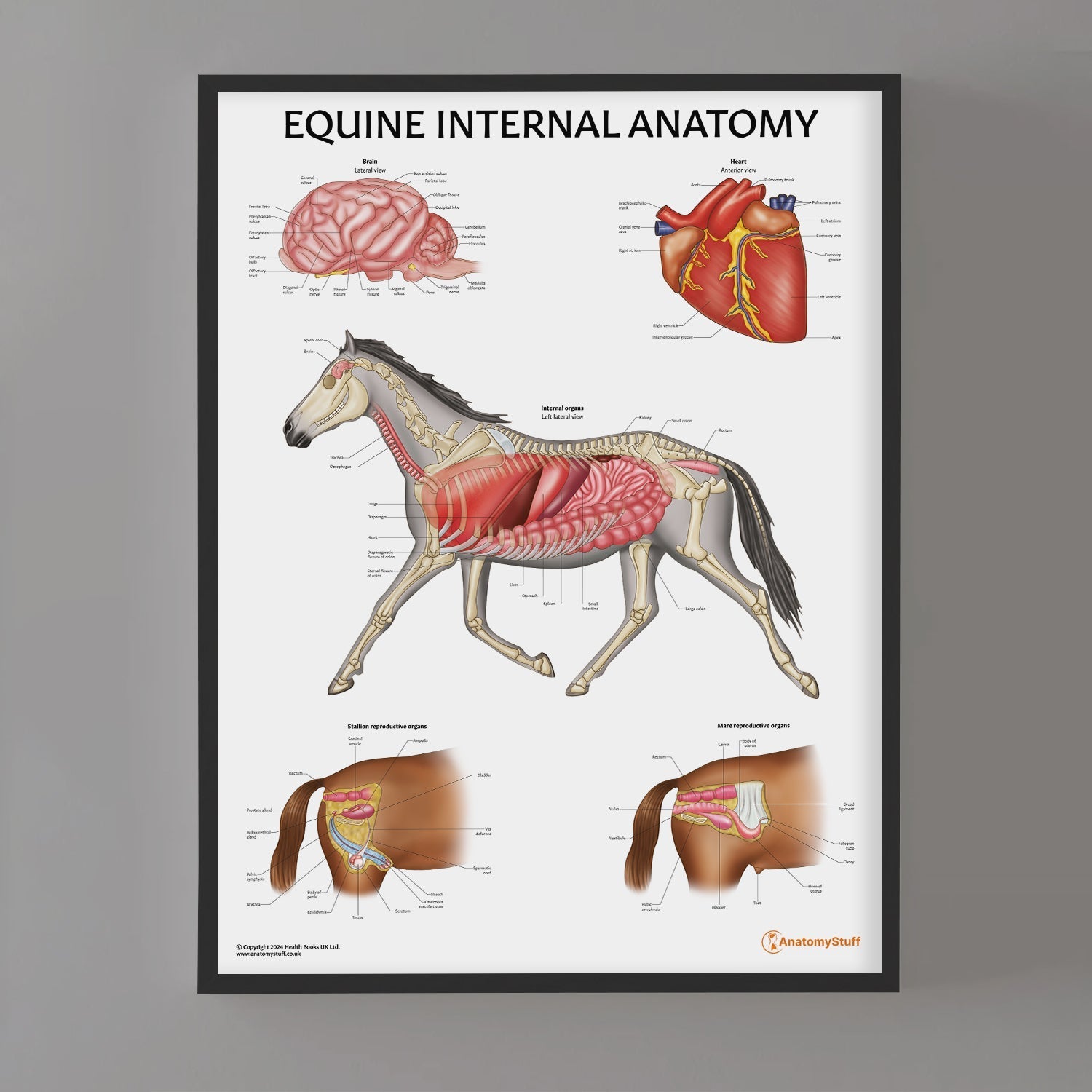 Equine Internal Anatomy Chart / Poster - Part of Collection